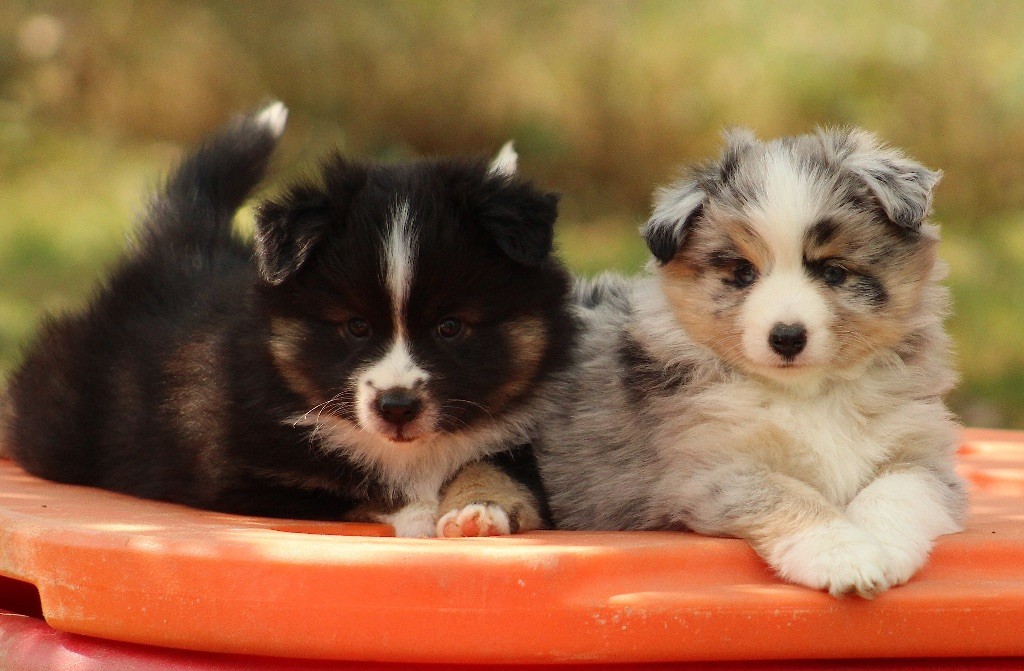 chiot Berger Américain Miniature  Des P'tits Bergers Du Pilat