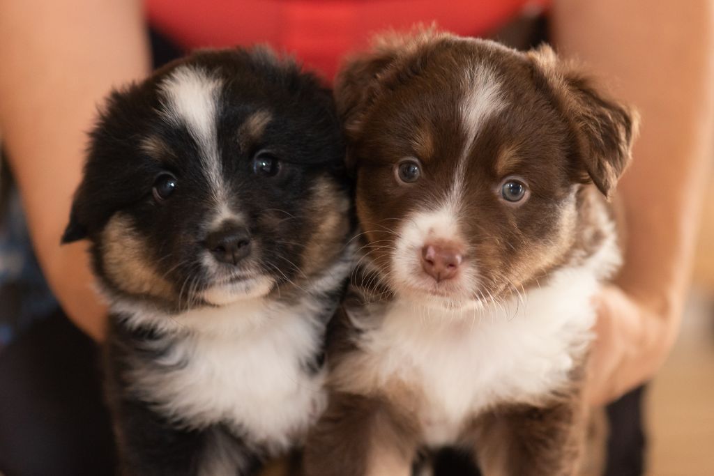 chiot Berger Américain Miniature  Des P'tits Bergers Du Pilat