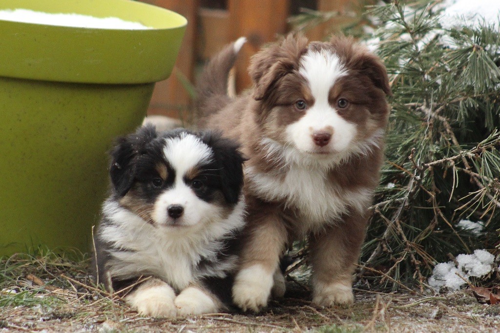 chiot Berger Américain Miniature  Des P'tits Bergers Du Pilat