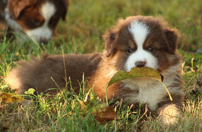 UN ROI SIMBA