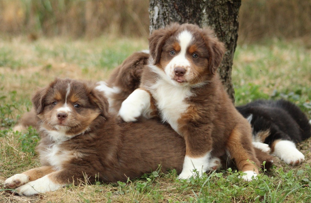 chiot Berger Américain Miniature  Des P'tits Bergers Du Pilat