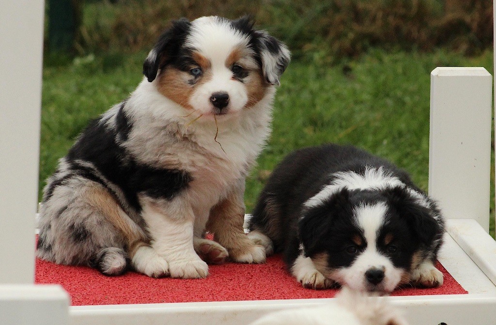 chiot Berger Américain Miniature  Des P'tits Bergers Du Pilat