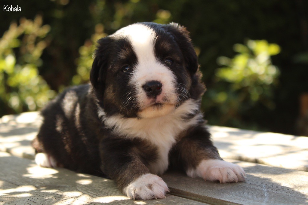 Des P'tits Bergers Du Pilat - Chiots disponibles - Berger Américain Miniature 