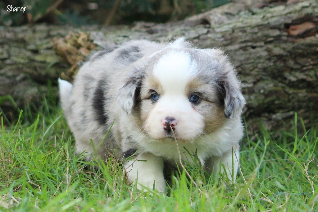 Des P'tits Bergers Du Pilat - Chiots disponibles - Berger Américain Miniature 
