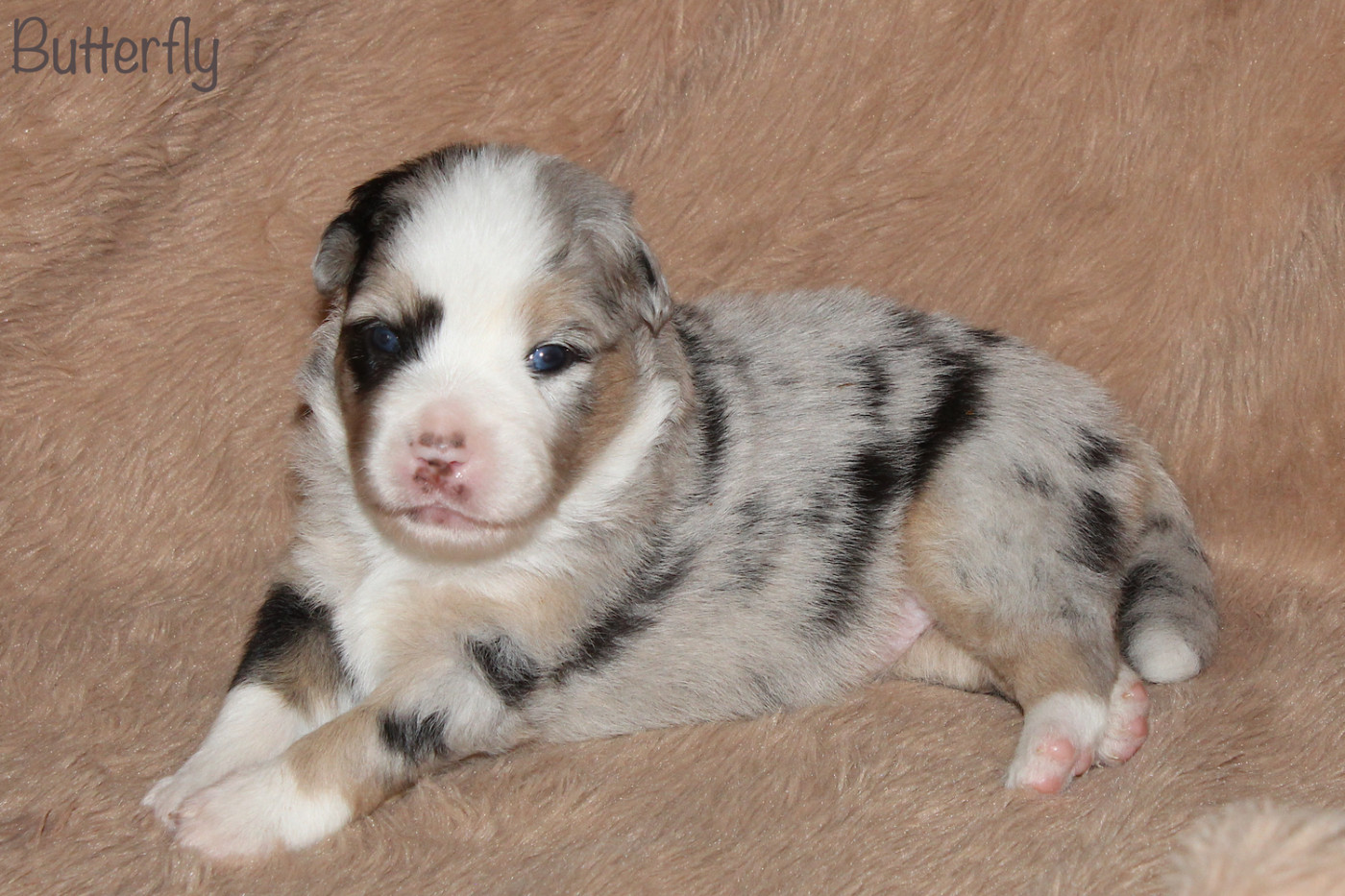 Des P'tits Bergers Du Pilat - Chiots disponibles - Berger Américain Miniature 