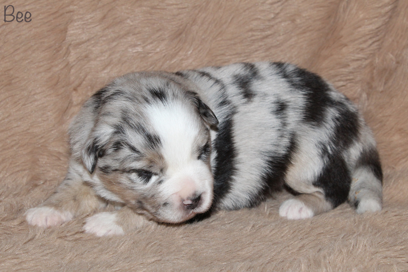 Des P'tits Bergers Du Pilat - Chiots disponibles - Berger Américain Miniature 