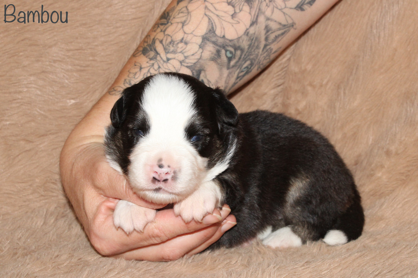 Des P'tits Bergers Du Pilat - Chiots disponibles - Berger Américain Miniature 