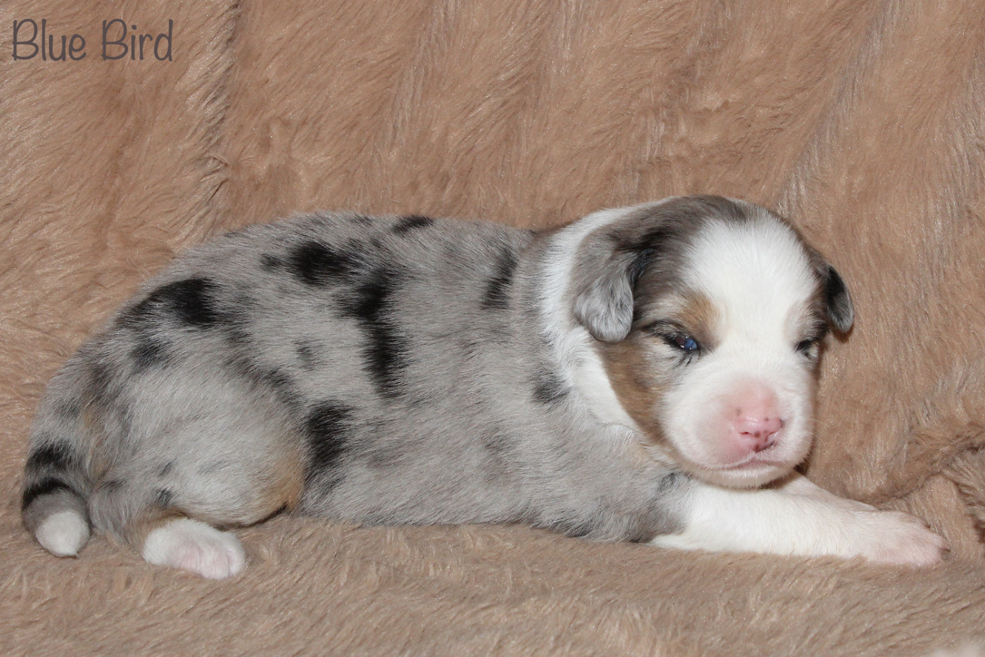 Des P'tits Bergers Du Pilat - Chiots disponibles - Berger Américain Miniature 