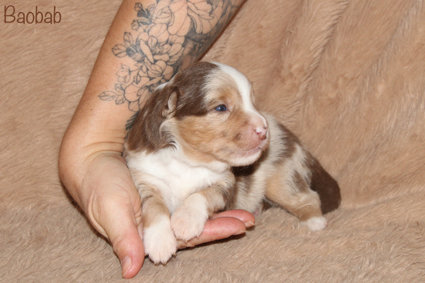 Des P'tits Bergers Du Pilat - Chiots disponibles - Berger Américain Miniature 