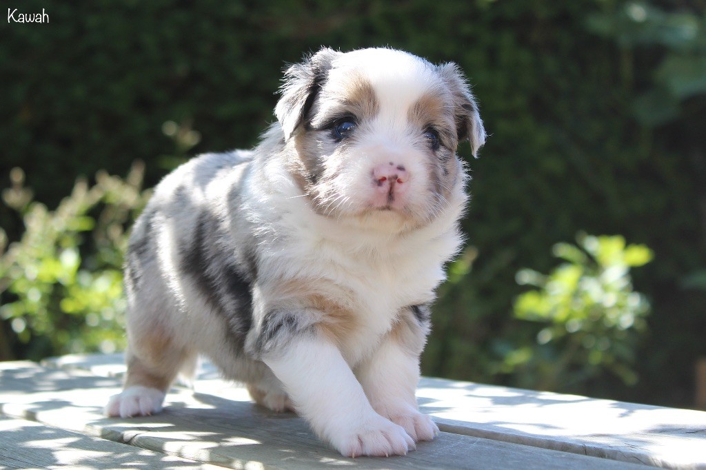 Des P'tits Bergers Du Pilat - Chiots disponibles - Berger Américain Miniature 