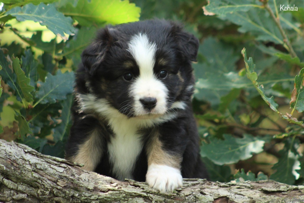 Des P'tits Bergers Du Pilat - Chiots disponibles - Berger Américain Miniature 