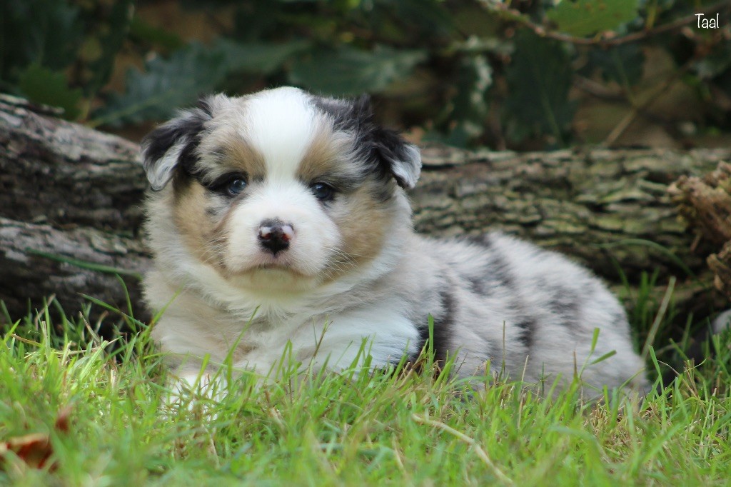 Des P'tits Bergers Du Pilat - Chiots disponibles - Berger Américain Miniature 