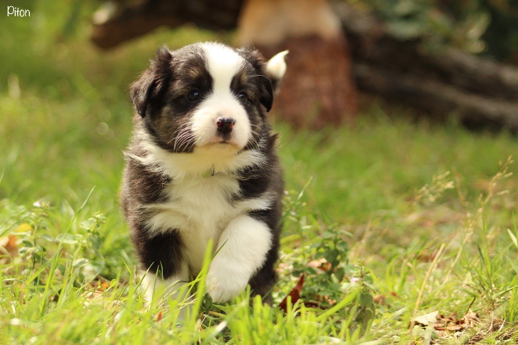Des P'tits Bergers Du Pilat - Chiots disponibles - Berger Américain Miniature 