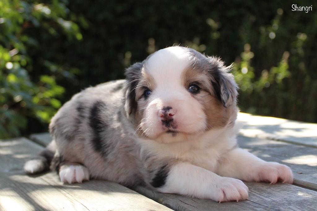 Des P'tits Bergers Du Pilat - Chiots disponibles - Berger Américain Miniature 