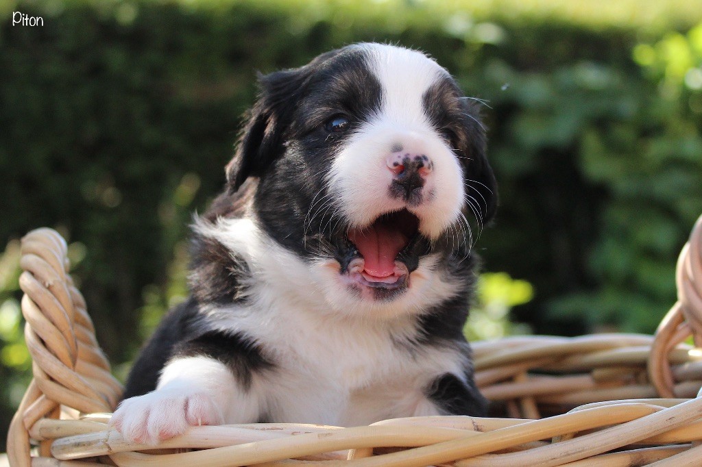 Des P'tits Bergers Du Pilat - Chiots disponibles - Berger Américain Miniature 