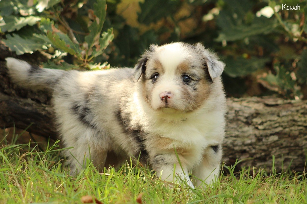 Des P'tits Bergers Du Pilat - Chiots disponibles - Berger Américain Miniature 